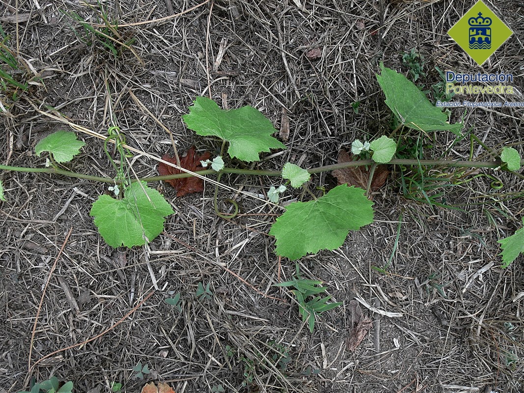 Phytosanitary alerts by the Regional Government of Galicia regarding dangerous pests, or adverse meteorological conditions affecting vineyards on date 21.08.2015